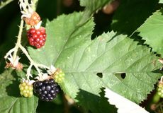 Brombeeren-A1.jpg